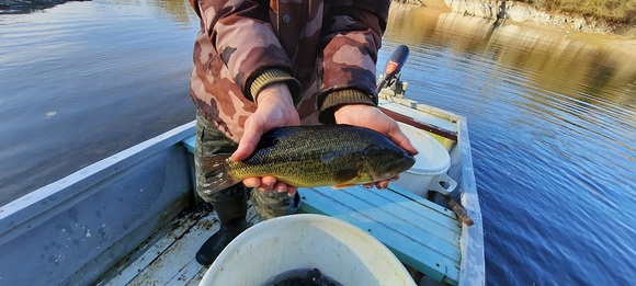 Black-Bass alevinage saison 2022/2023